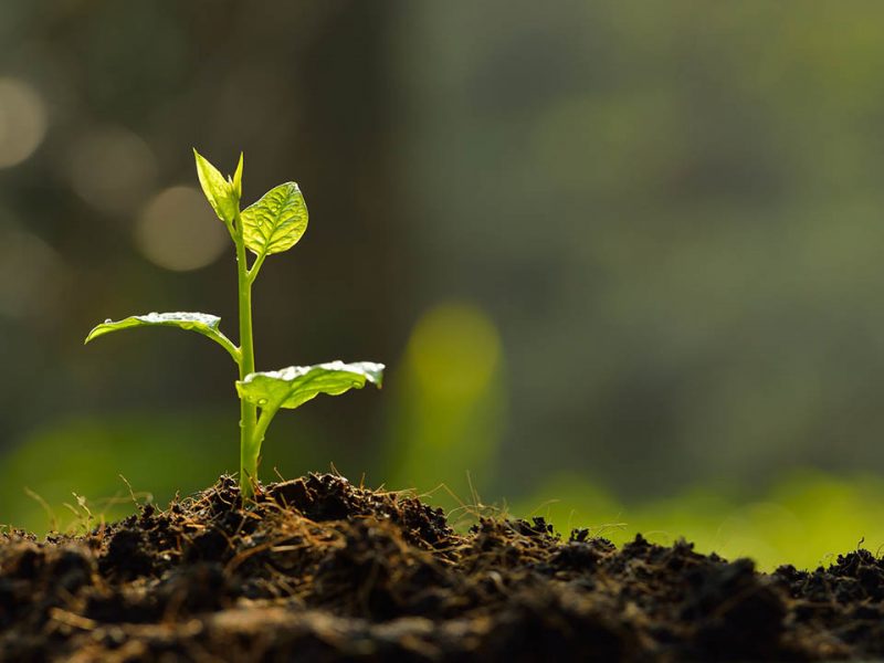 sustainable-growth-marketing